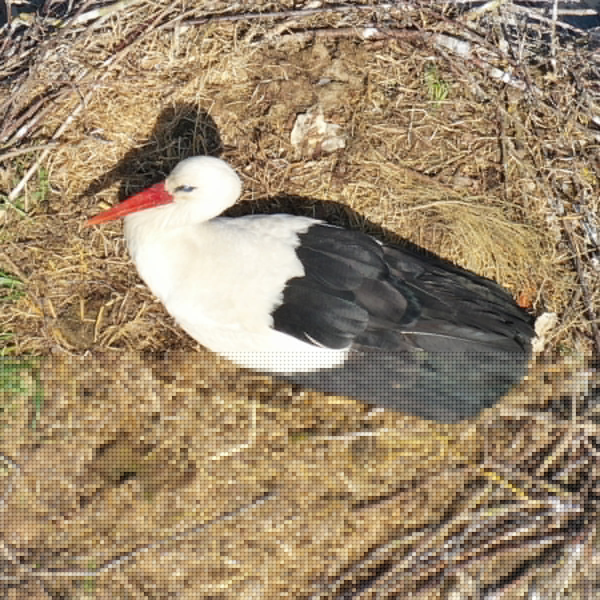 Störche